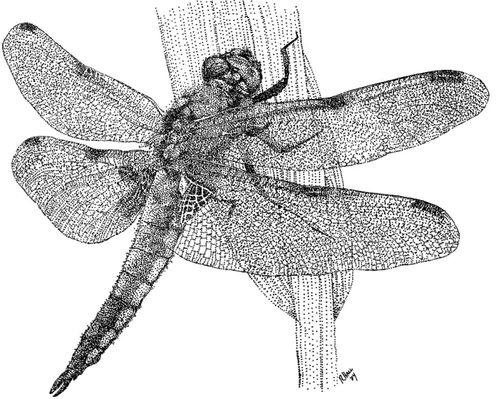 Framed Print : Four Spotted Skimmer Dragonfly Framed Print : Four Spotted Skimmer Dragonfly
