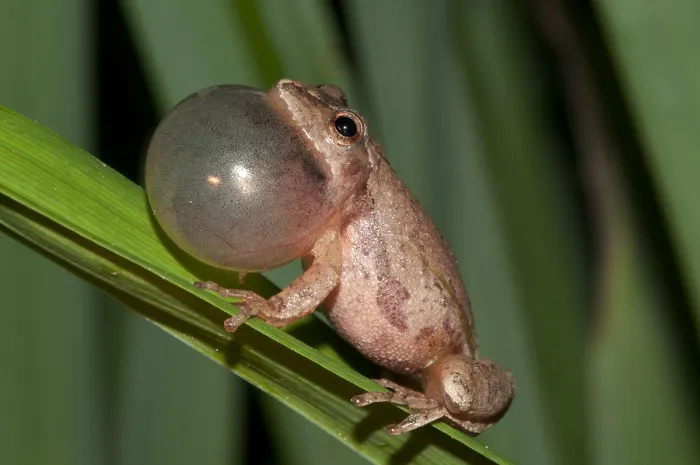 Framed Print : Spring Peeper, Hyla Crucifer, Mating Call