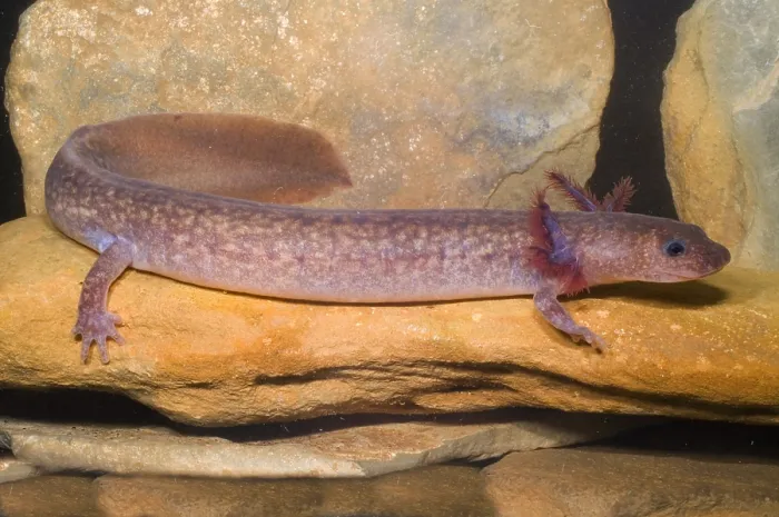 Framed Print : Spring Salamander Framed Print : Spring Salamander