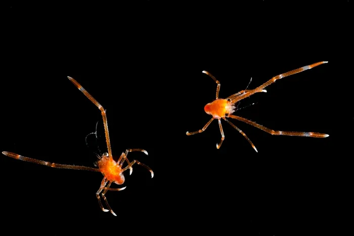 Framed Print : Squat Lobsters (Munida sp.) Framed Print : Squat Lobsters (Munida sp.)
