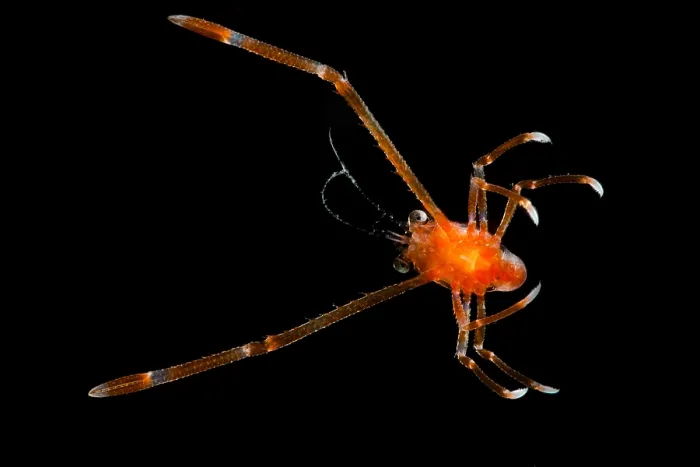 Framed Print : Squat Lobsters (Munida sp.) Framed Print : Squat Lobsters (Munida sp.)