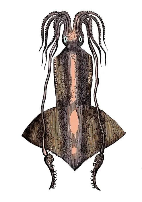 Framed Print : Squid, Deep Sea Cephalopod Framed Print : Squid, Deep Sea Cephalopod