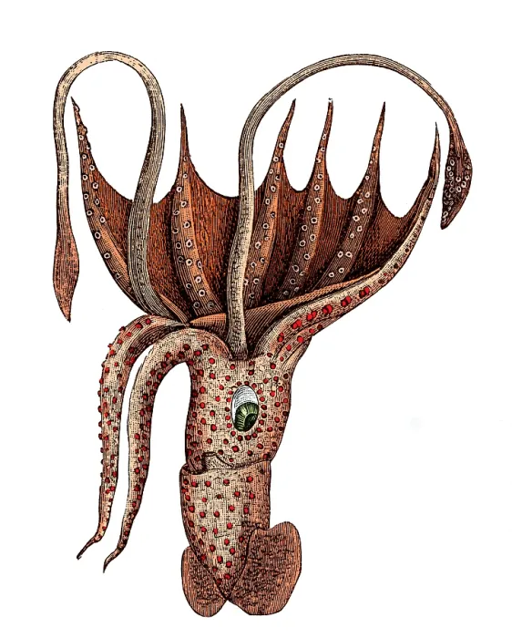Framed Print : Squid, Deep Sea Cephalopod Framed Print : Squid, Deep Sea Cephalopod