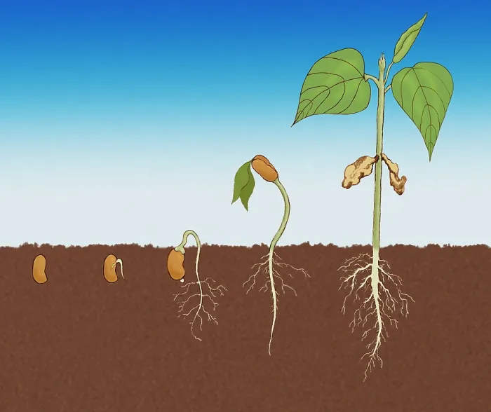 Framed Print : Stages of Germination