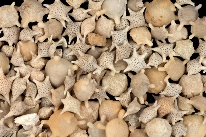 Framed Print : Star Sand (Foraminiferans) under a microscope Framed Print : Star Sand (Foraminiferans) under a microscope