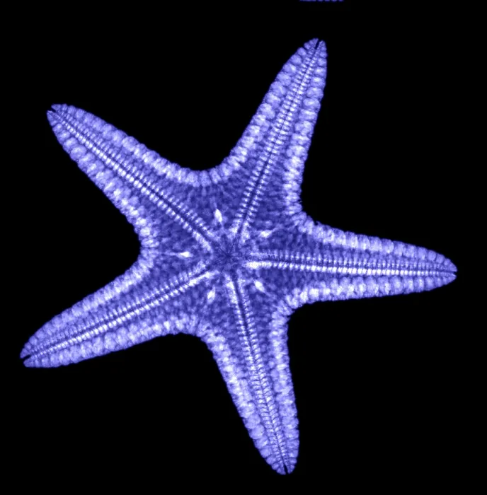 Framed Print : Starfish. X-ray of a starfish Framed Print : Starfish. X-ray of a starfish