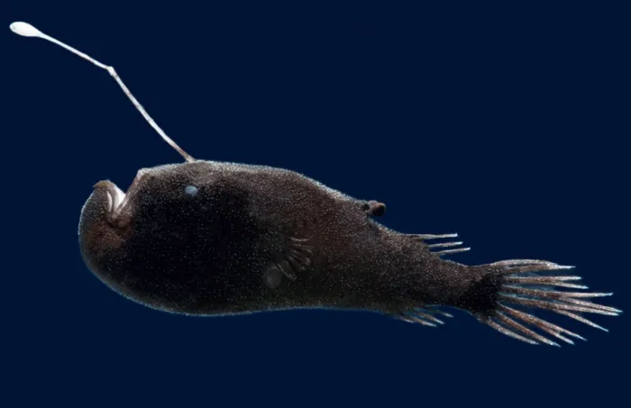 Framed Print : Stargazing Seadevil (Ceratias uranoscopus) Framed Print : Stargazing Seadevil (Ceratias uranoscopus)
