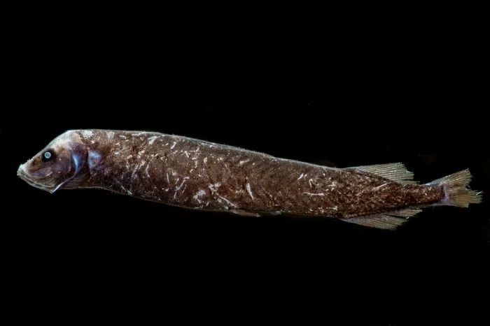 Framed Print : Starry Smooth-head (Photostylus pycnopterus) Framed Print : Starry Smooth-head (Photostylus pycnopterus)