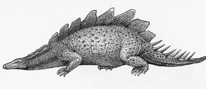 Framed Print : Stegosaurus Illustration Framed Print : Stegosaurus Illustration