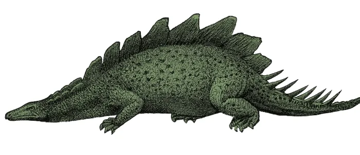 Framed Print : Stegosaurus Illustration Framed Print : Stegosaurus Illustration