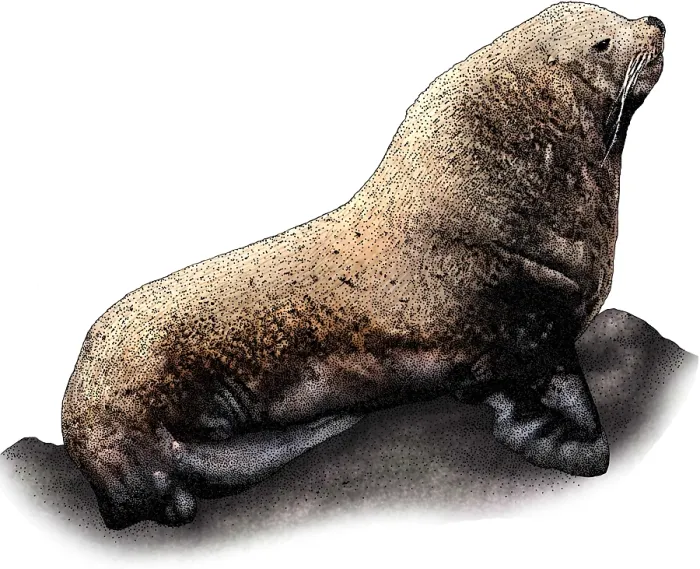 Framed Print : Stellers Sea Lion Framed Print : Stellers Sea Lion