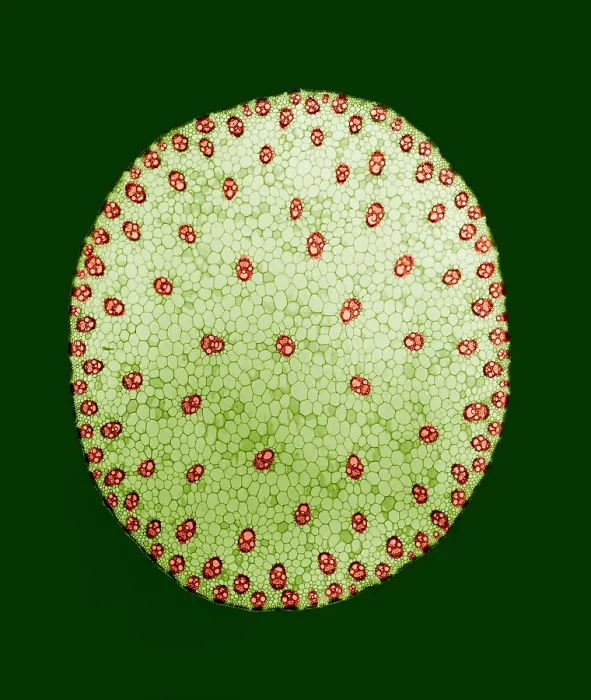 Framed Print : Stem of a Corn Plant, light micrograph Framed Print : Stem of a Corn Plant, light micrograph