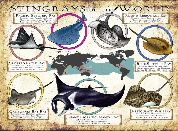 Framed Print : Stingray Species of the World