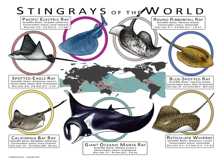 Framed Print : Stingray Species of the World