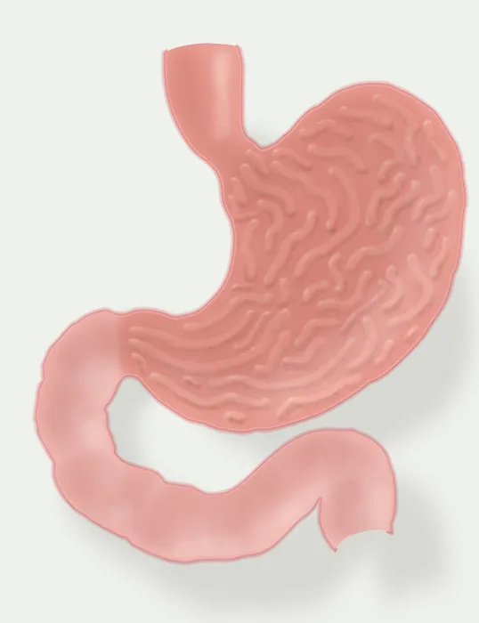 Framed Print : Stomach Illustration Framed Print : Stomach Illustration