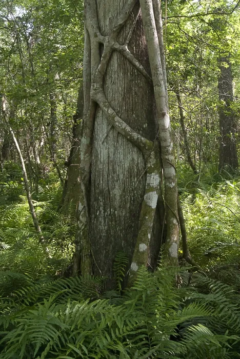 Framed Print : Strangler Fig and Cypress Tree, Florida