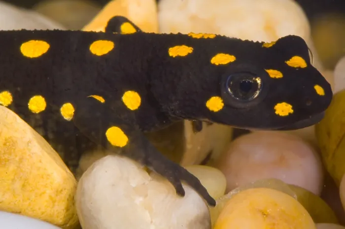 Framed Print : Strauch's Spotted Newt