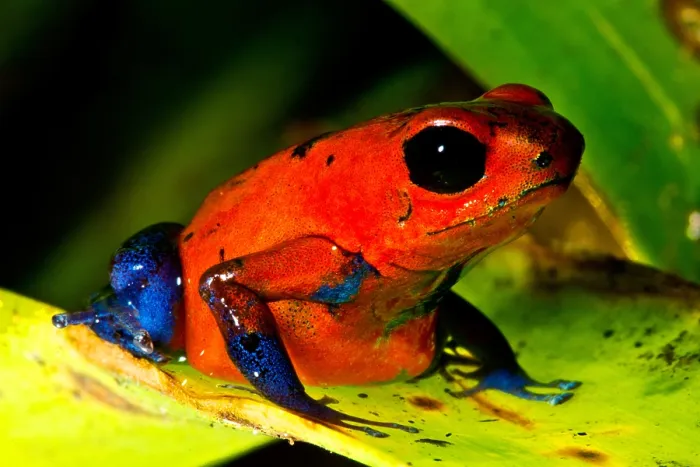 Framed Print : Strawberry Poison Dart Frog Framed Print : Strawberry Poison Dart Frog