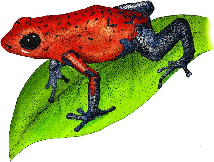 Framed Print : Strawberry Poison-dart Frog