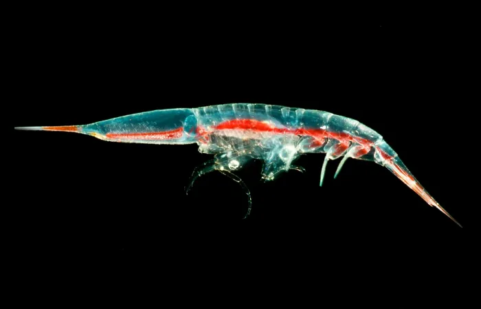 Framed Print : Streetsia Amphipod Framed Print : Streetsia Amphipod