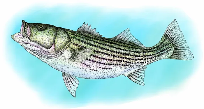 Framed Print : Striped bass Framed Print : Striped bass