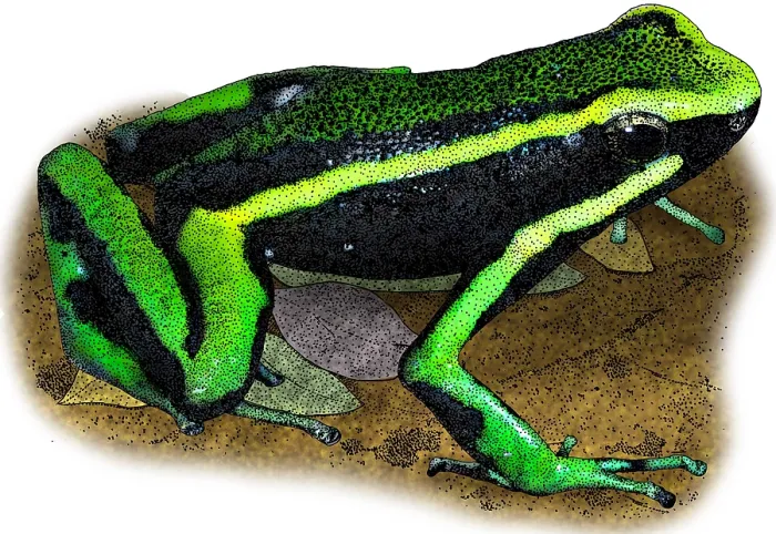 Framed Print : Three Striped Poison Dart Frog Framed Print : Three Striped Poison Dart Frog
