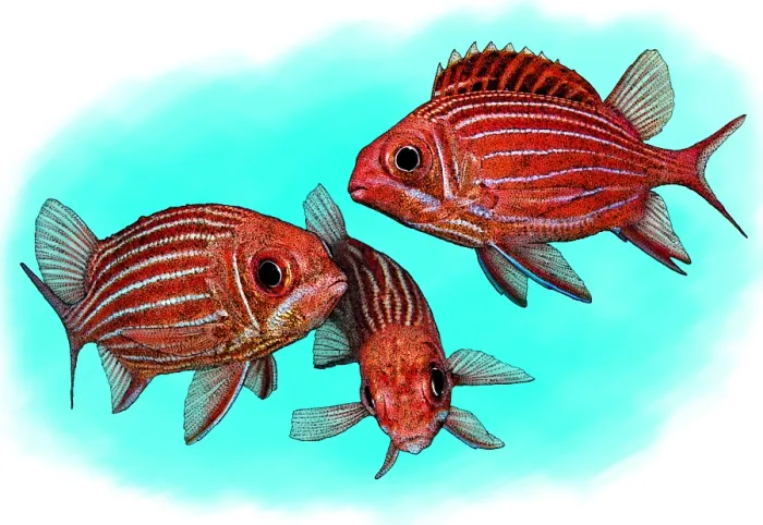 Framed Print : Striped Squirrelfish Framed Print : Striped Squirrelfish