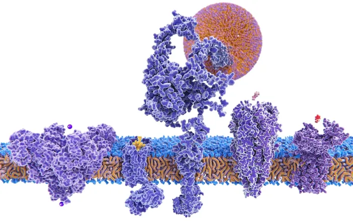 Framed Print : Structure variety of membrane proteins Framed Print : Structure variety of membrane proteins