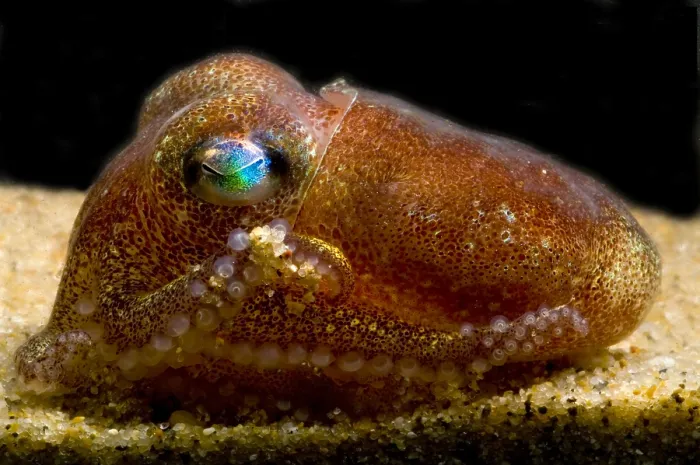 Framed Print : Stubby Squid Framed Print : Stubby Squid