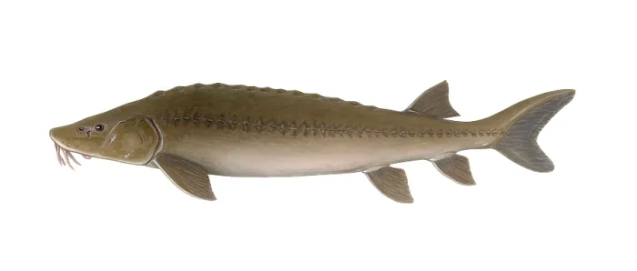 Framed Print : Sturgeon. Illustration of a sturgeon (Acipenser) Framed Print : Sturgeon. Illustration of a sturgeon (Acipenser)