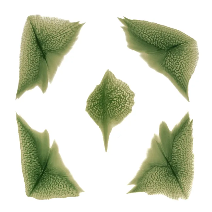 Framed Print : Sturgeon Scales, X-ray Framed Print : Sturgeon Scales, X-ray