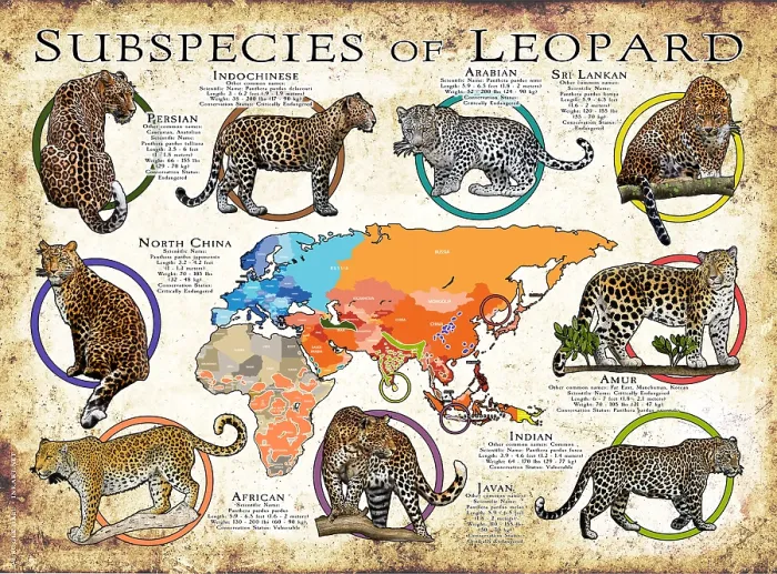 Framed Print : Subspecies of Leopard Framed Print : Subspecies of Leopard