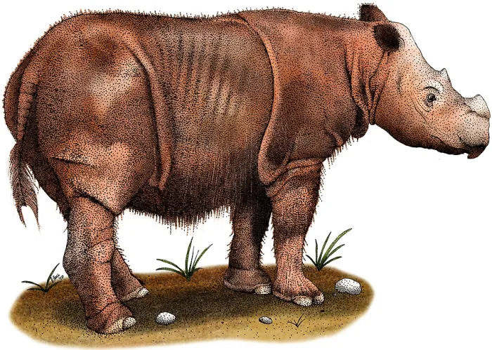 Framed Print : Sumatran Rhinoceros Framed Print : Sumatran Rhinoceros
