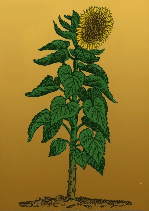 Framed Print : Sunflower. Helianthus annuus. When Francisco Pizarro in 1532 fought his way into Peru Framed Print : Sunflower. Helianthus annuus. When Francisco Pizarro in 1532 fought his way into Peru