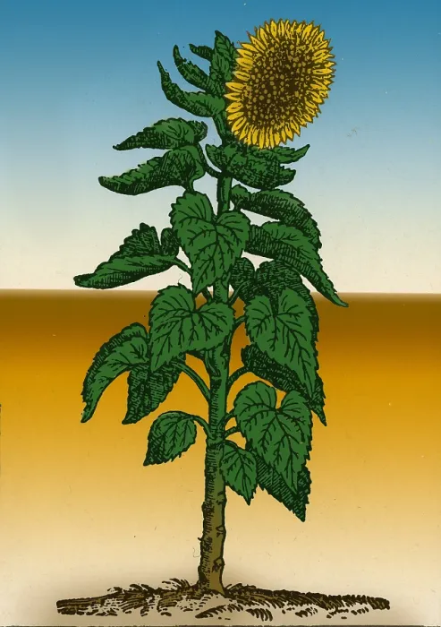 Framed Print : Sunflower. Helianthus annuus. When Francisco Pizarro in 1532 fought his way into Peru