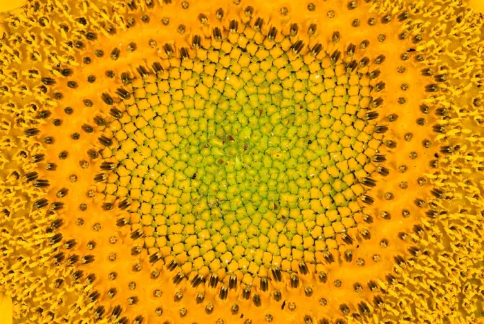 Framed Print : Sunflower. Head of a sunflower (Helianthus annuus) Framed Print : Sunflower. Head of a sunflower (Helianthus annuus)