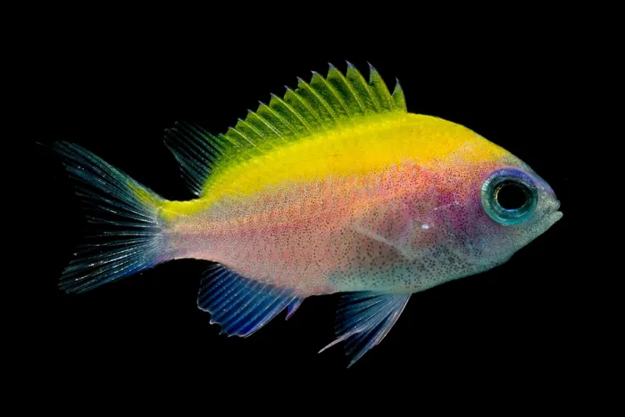 Framed Print : Sunshine Chromis Framed Print : Sunshine Chromis