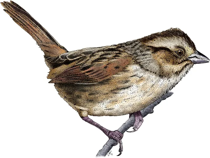 Framed Print : Swamp Sparrow Framed Print : Swamp Sparrow