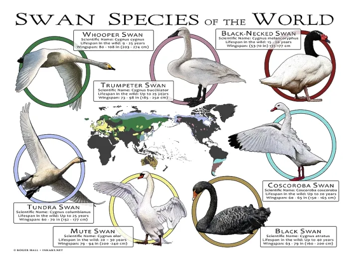 Framed Print : Swans Species of the World