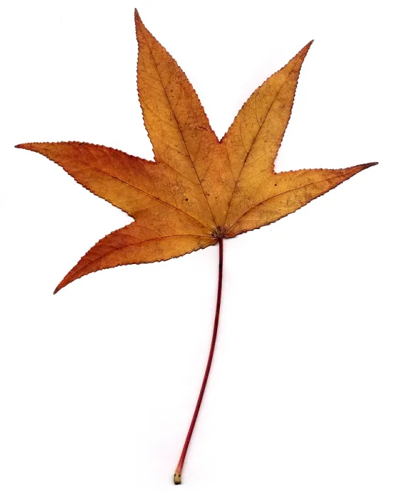 Framed Print : Sweetgum Leaf Framed Print : Sweetgum Leaf