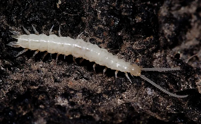 Framed Print : Symphylans are arthropods that look similar to centipedes but are not Framed Print : Symphylans are arthropods that look similar to centipedes but are not