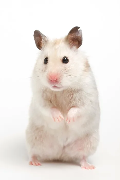 Framed Print : Syrian Hamster (Mesocricetus auratus) Framed Print : Syrian Hamster (Mesocricetus auratus)