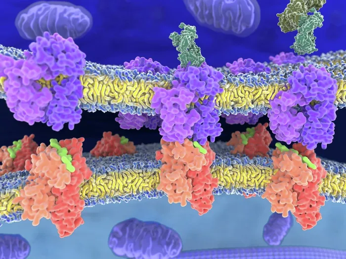 Framed Print : T-cell receptor in complex with the MHC class II-peptide complex Framed Print : T-cell receptor in complex with the MHC class II-peptide complex