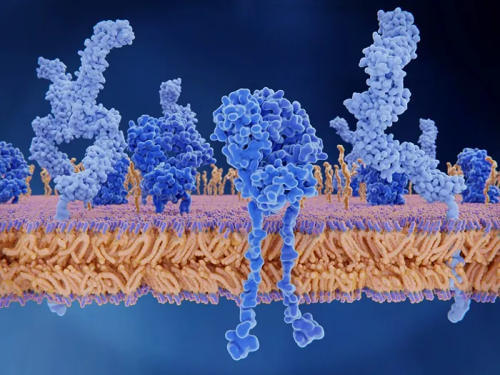 Framed Print : T-cell receptors and CD4 molecules on the membrane of a T-cell Framed Print : T-cell receptors and CD4 molecules on the membrane of a T-cell