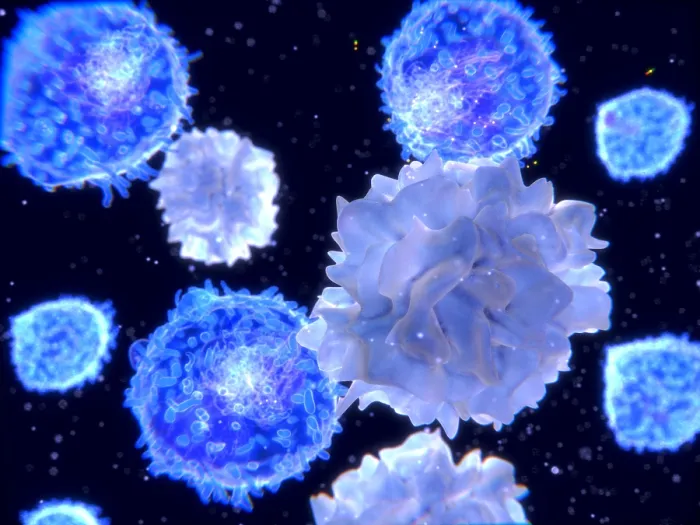 Framed Print : T-lymphocytes interacting antigen presenting cells (APCs) in the blood