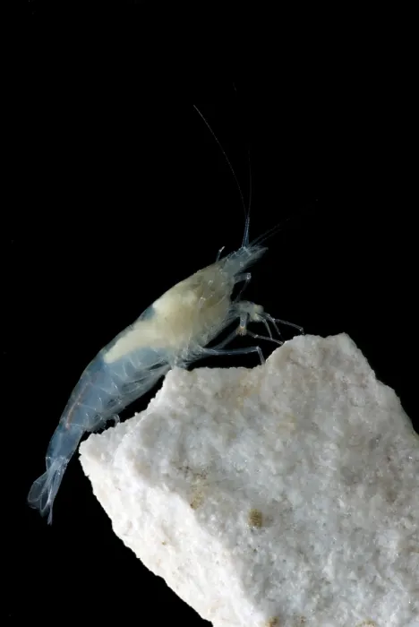 Framed Print : Taiji Cave Shrimp Framed Print : Taiji Cave Shrimp