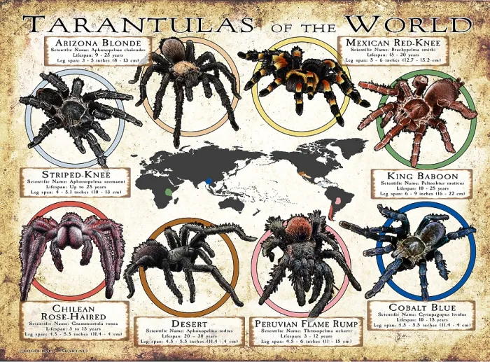 Framed Print : Tarantulas of the World Framed Print : Tarantulas of the World