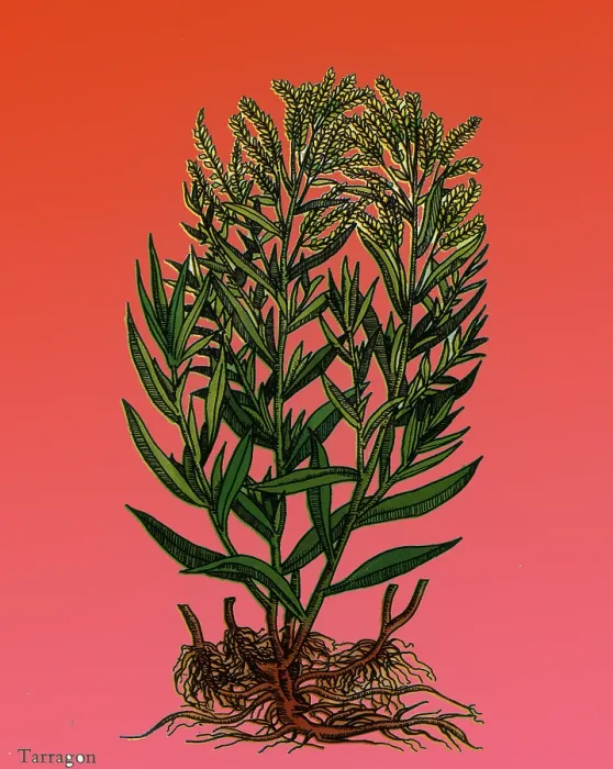 Framed Print : Tarragon, Perennial Herb Framed Print : Tarragon, Perennial Herb