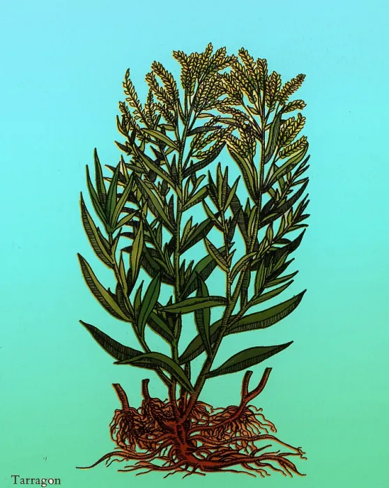 Framed Print : Tarragon, Perennial Herb Framed Print : Tarragon, Perennial Herb