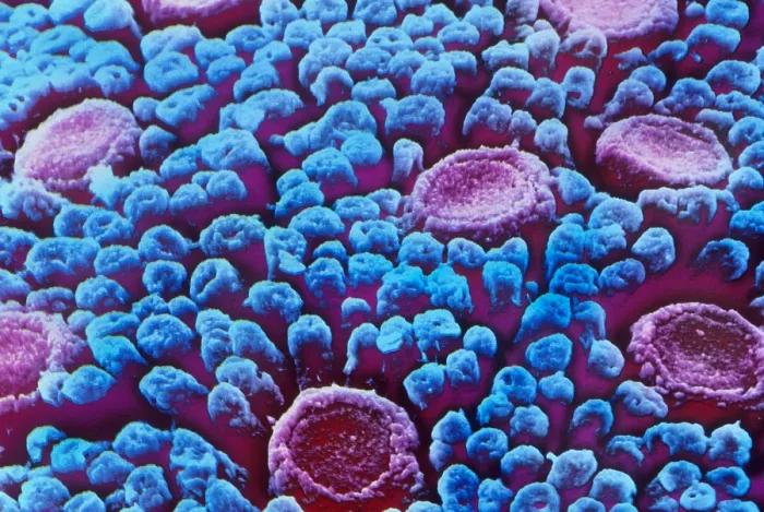 Framed Print : Taste Buds, under a microscope (SEM)